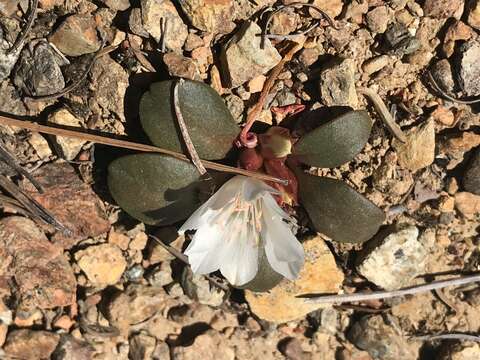 Image of Kellogg's lewisia