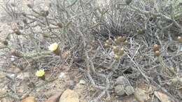 Image of Cylindropuntia tesajo (Engelm. ex J. M. Coult.) F. M. Knuth