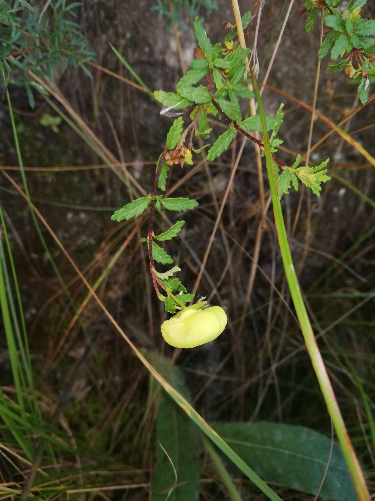 Image of Calceolaria sparsiflora Kunze