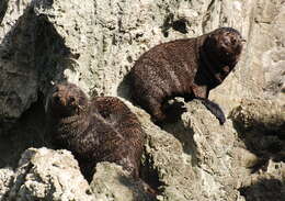 Image of Antipodean Fur Seal