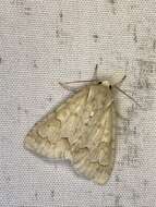 Image of Birch Dagger Moth