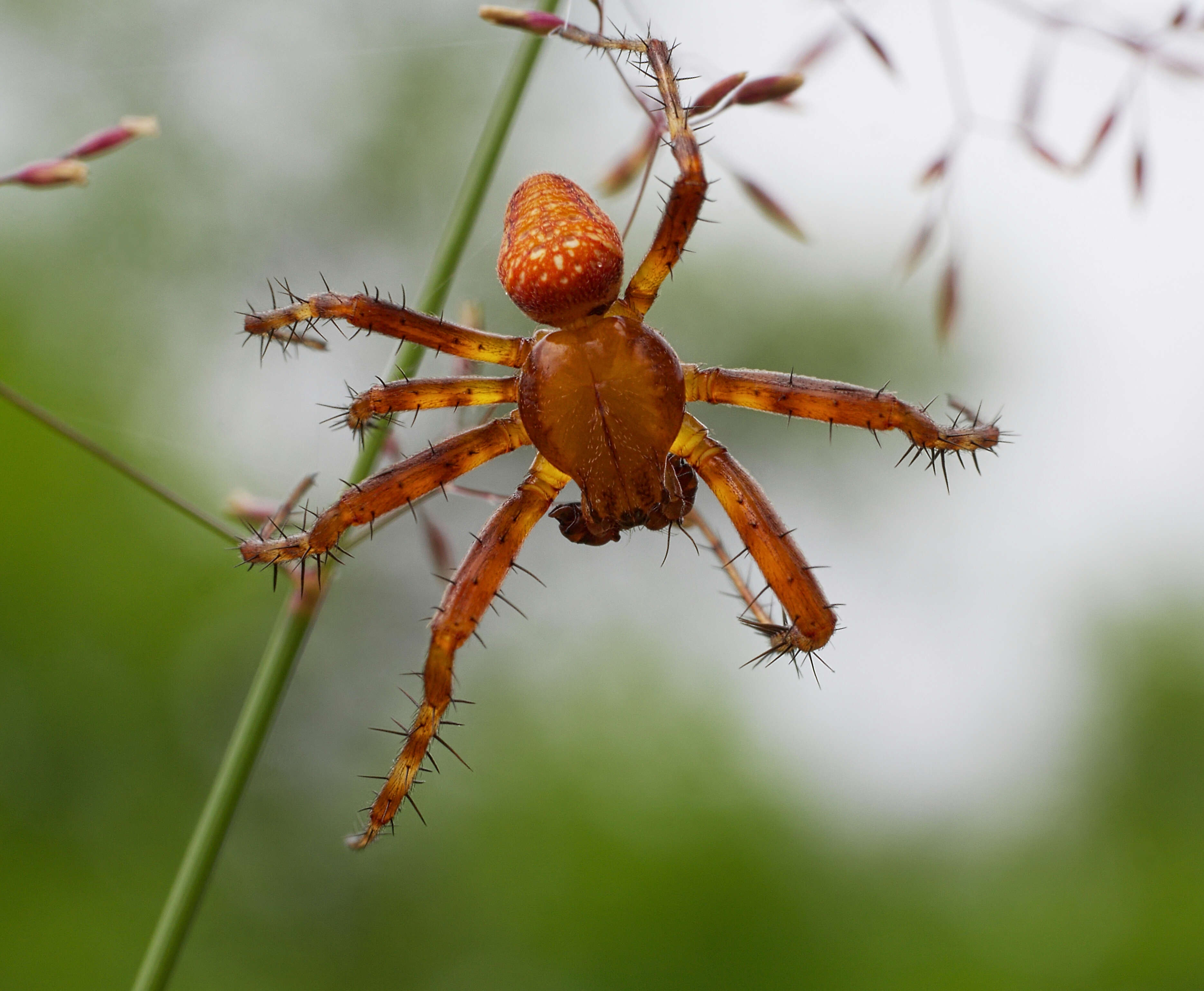 Image of Araneus alsine (Walckenaer 1802)