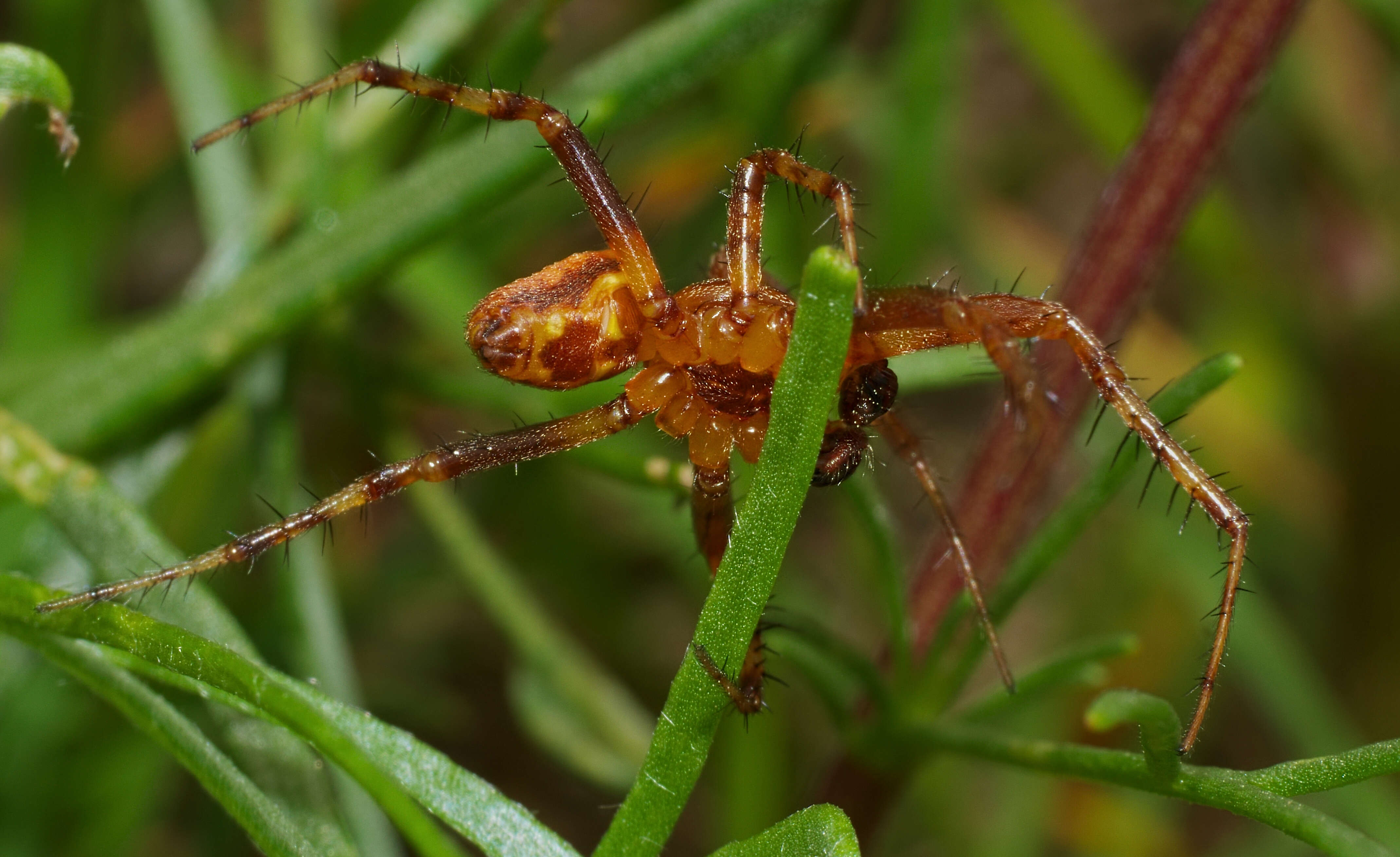 Image of Araneus alsine (Walckenaer 1802)