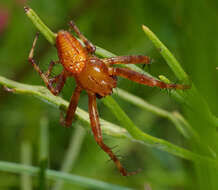 Image of Araneus alsine (Walckenaer 1802)