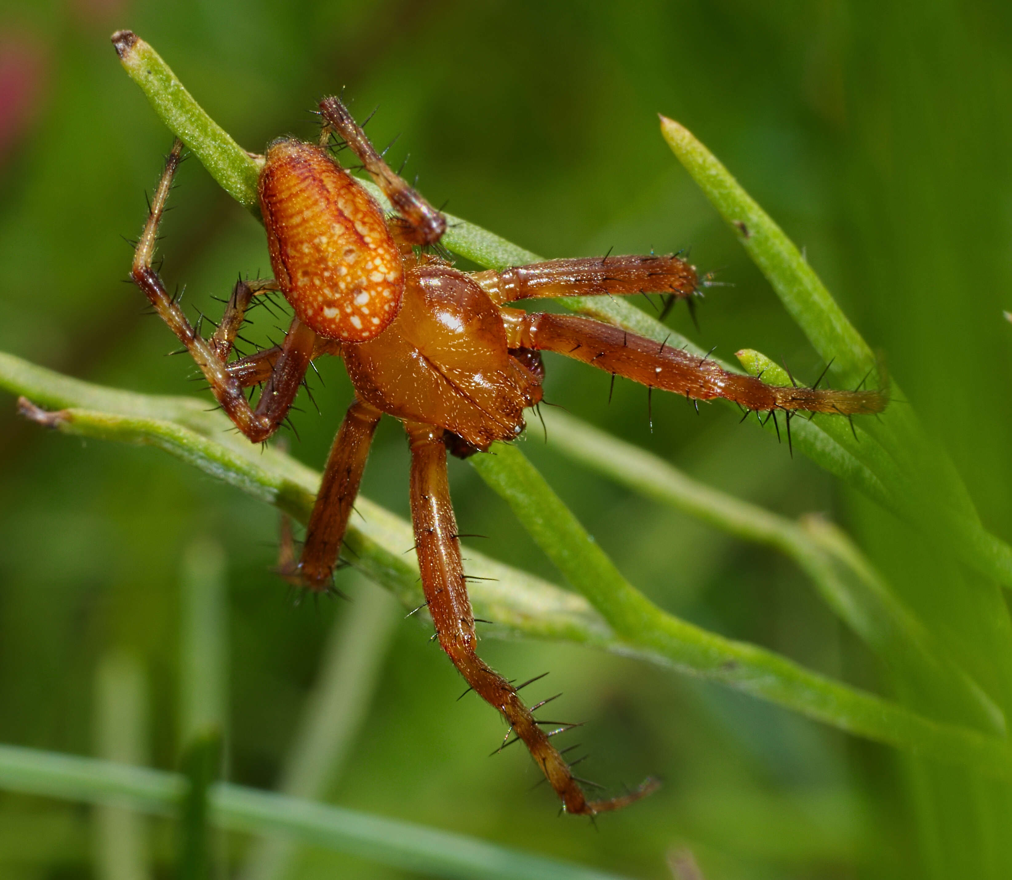 Image of Araneus alsine (Walckenaer 1802)