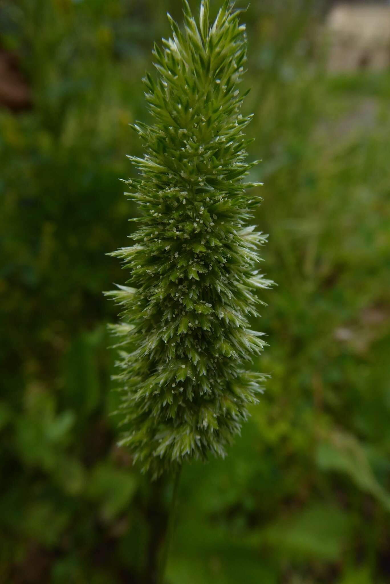 صورة Rostraria cristata (L.) Tzvelev