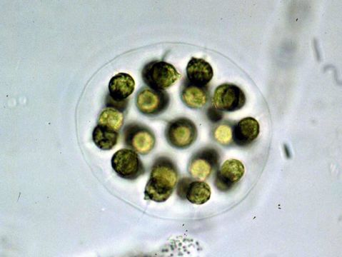 Image of Eudorina
