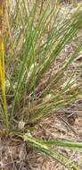 Sivun Lomandra leucocephala (R. Br.) Ewart kuva