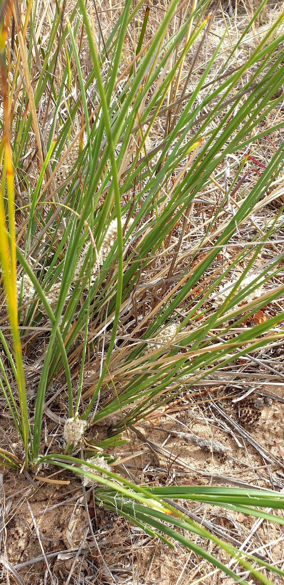 Sivun Lomandra leucocephala (R. Br.) Ewart kuva