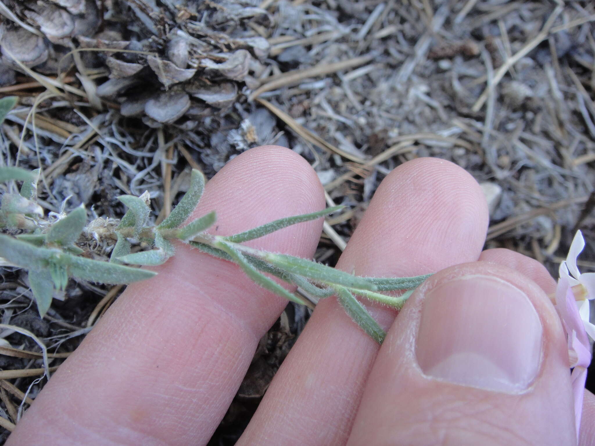 Image of cold-desert phlox