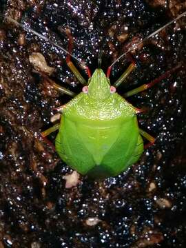 Image of Chlorocoris