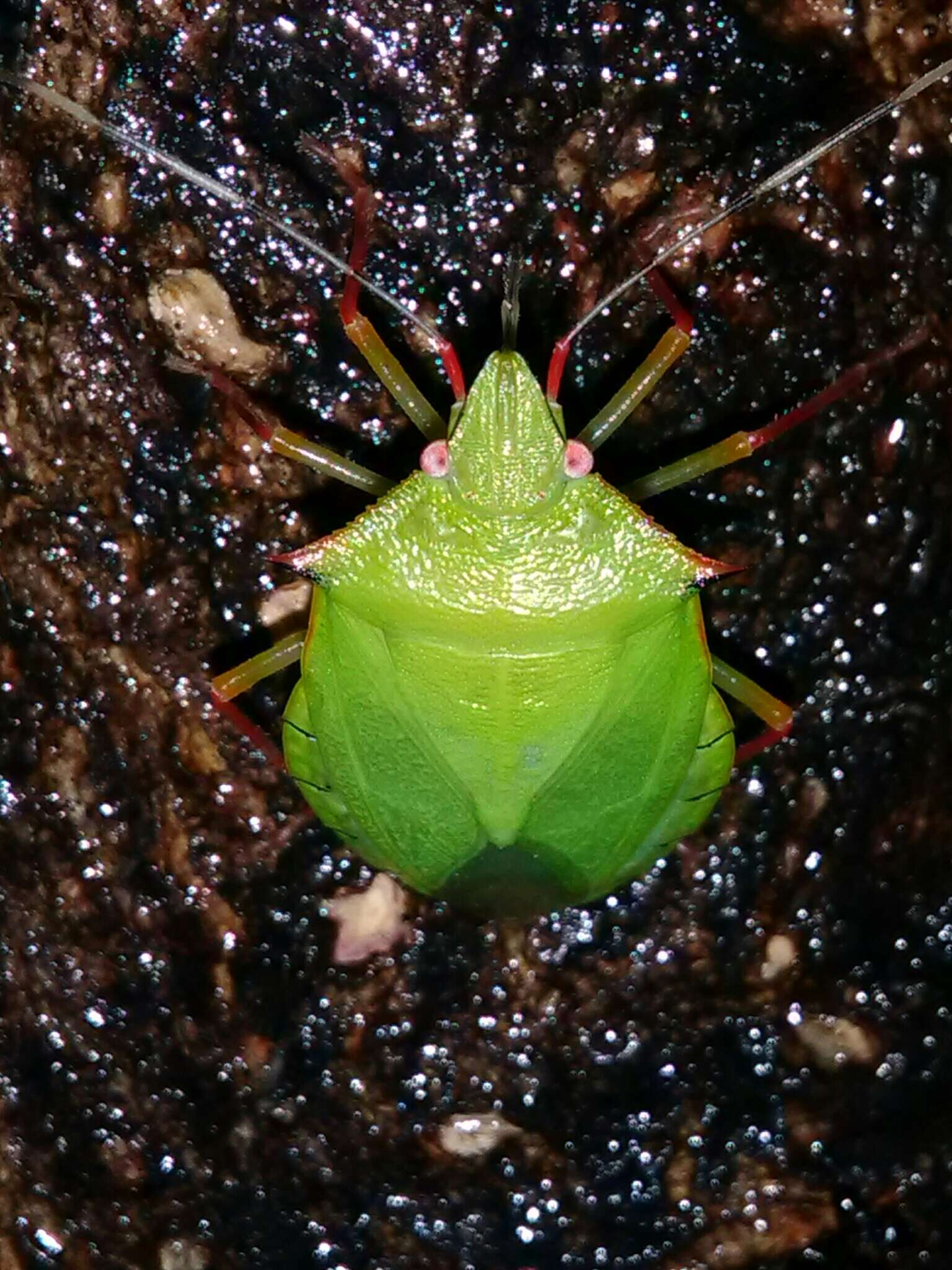 Image of Chlorocoris (Chlorocoris) distinctus Signoret 1851