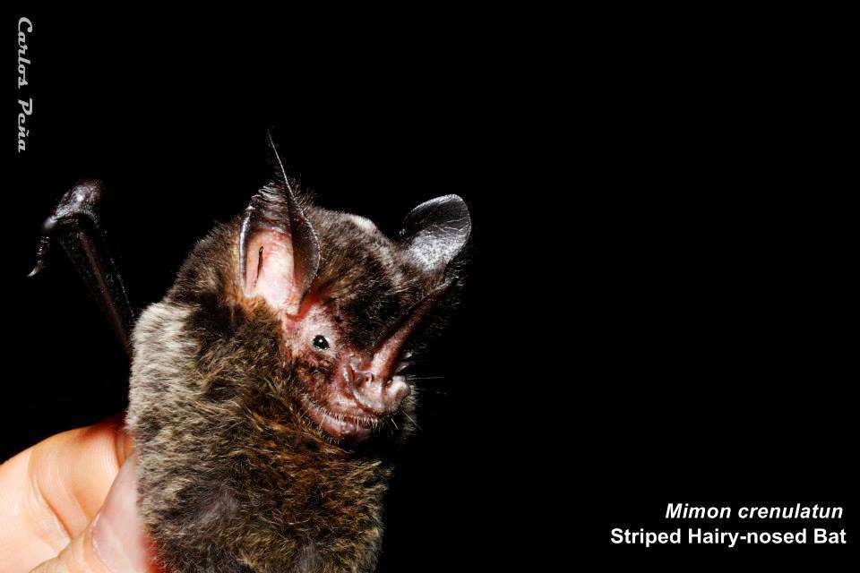 Image of Striped Hairy-nosed Bat