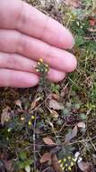 Слика од Alyssum umbellatum Desv.