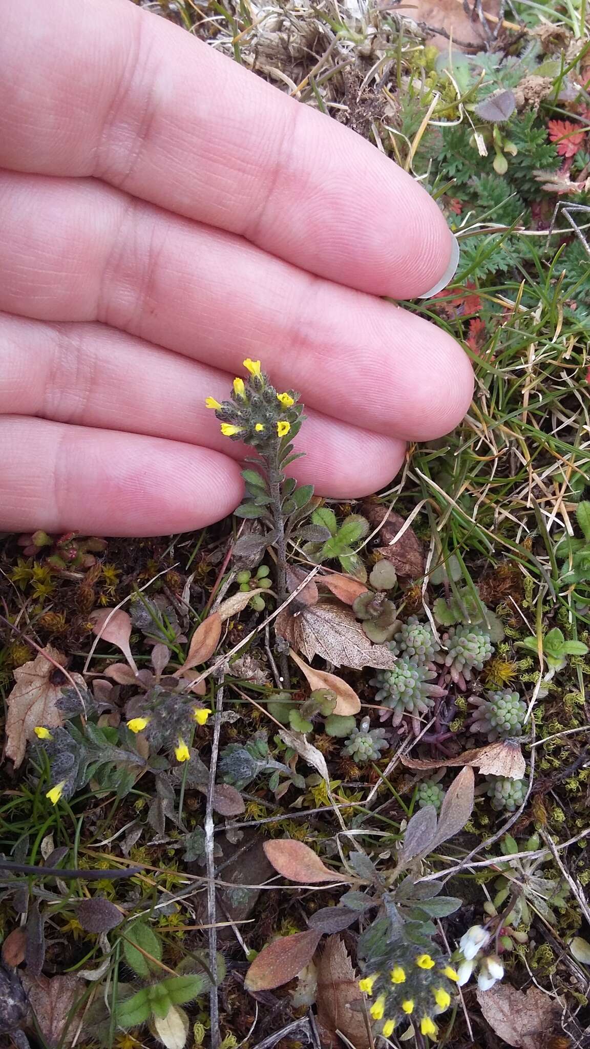 Слика од Alyssum umbellatum Desv.