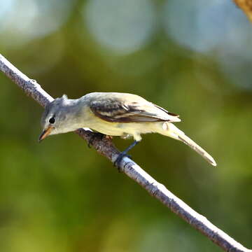 Image of Southern Beardless Tyrannulet