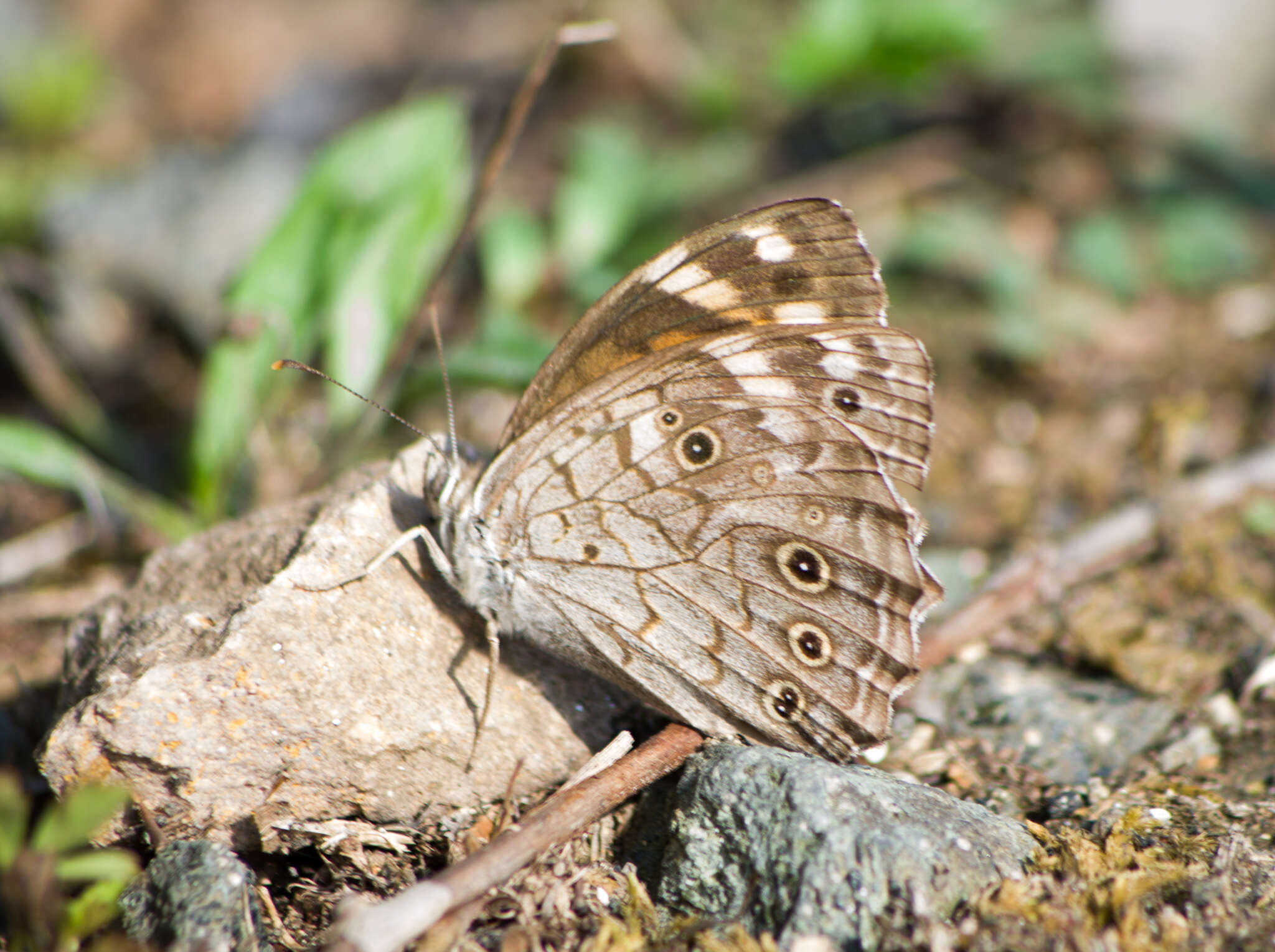 Image of <i>Kirinia roxelana</i>