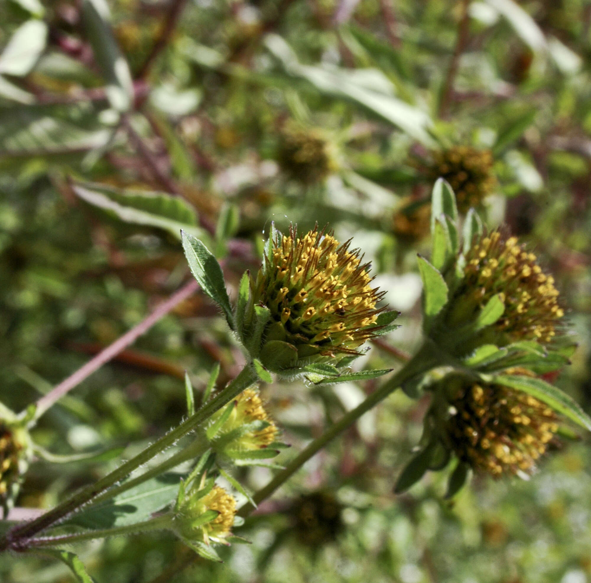 Image of devil's beggartick