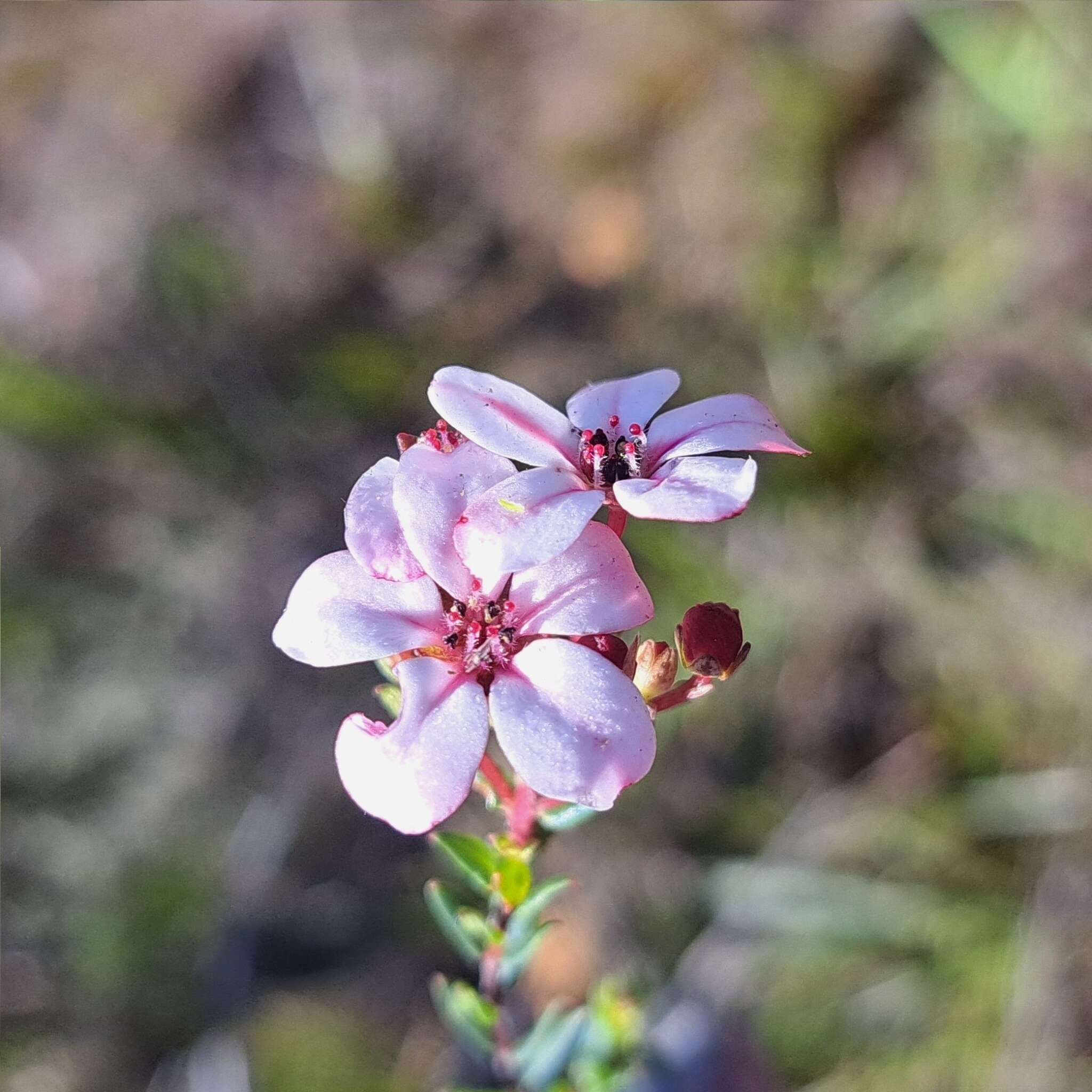 Image of Adenandra marginata subsp. marginata