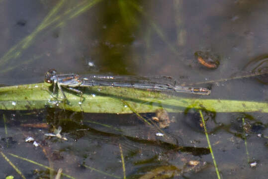 Image of Eastern Forktail