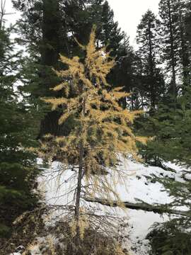 Image of western larch