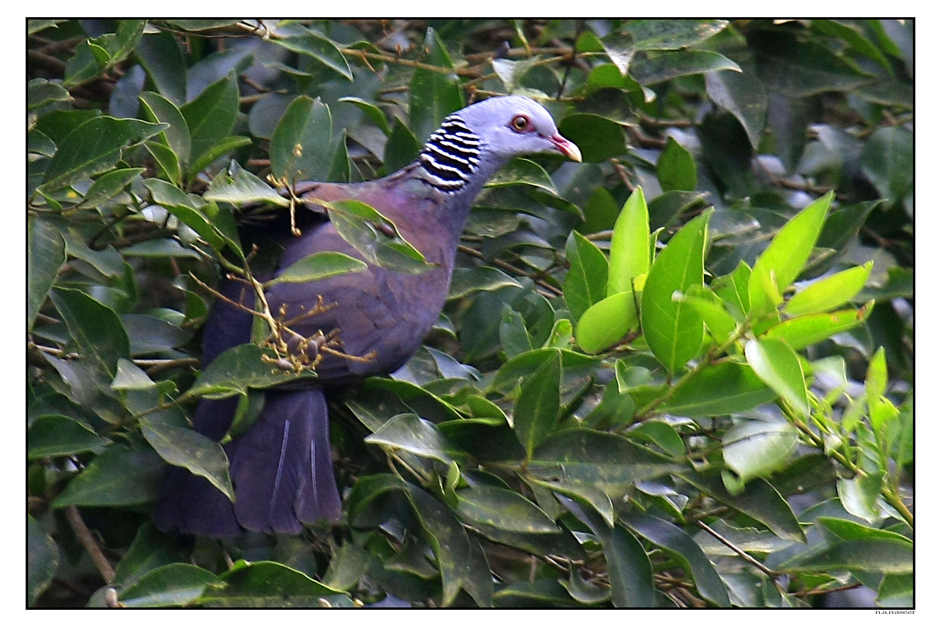 Image of Nilgiri Wood Pigeon