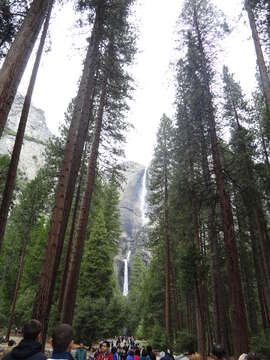 Image of Incense-cedar