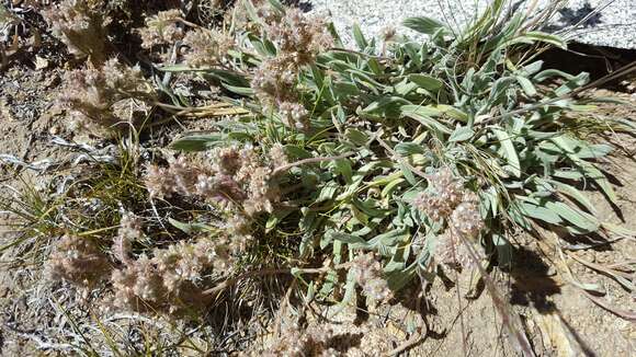 Image of compact phacelia