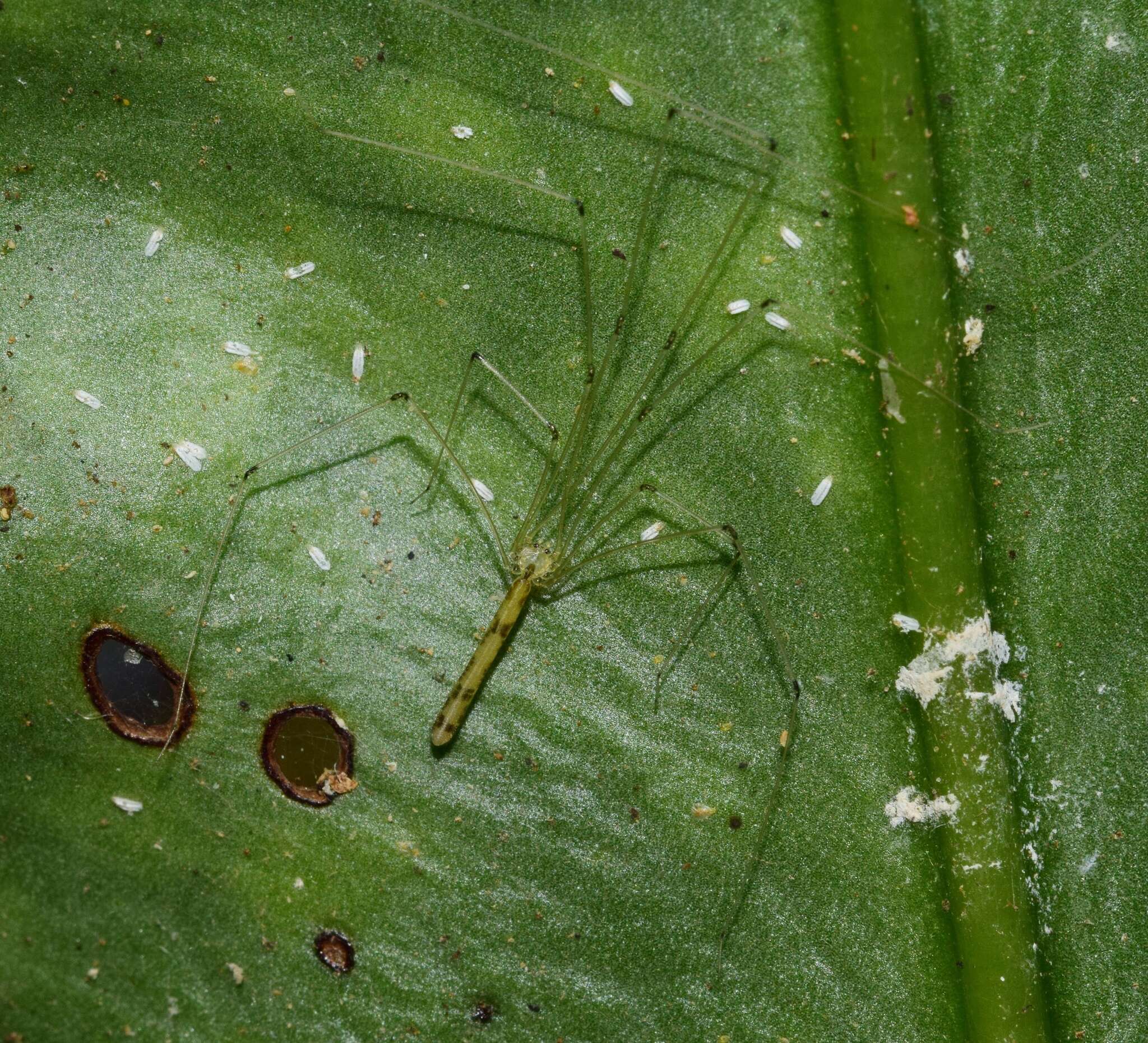 Image of Leptopholcus gracilis Berland 1920