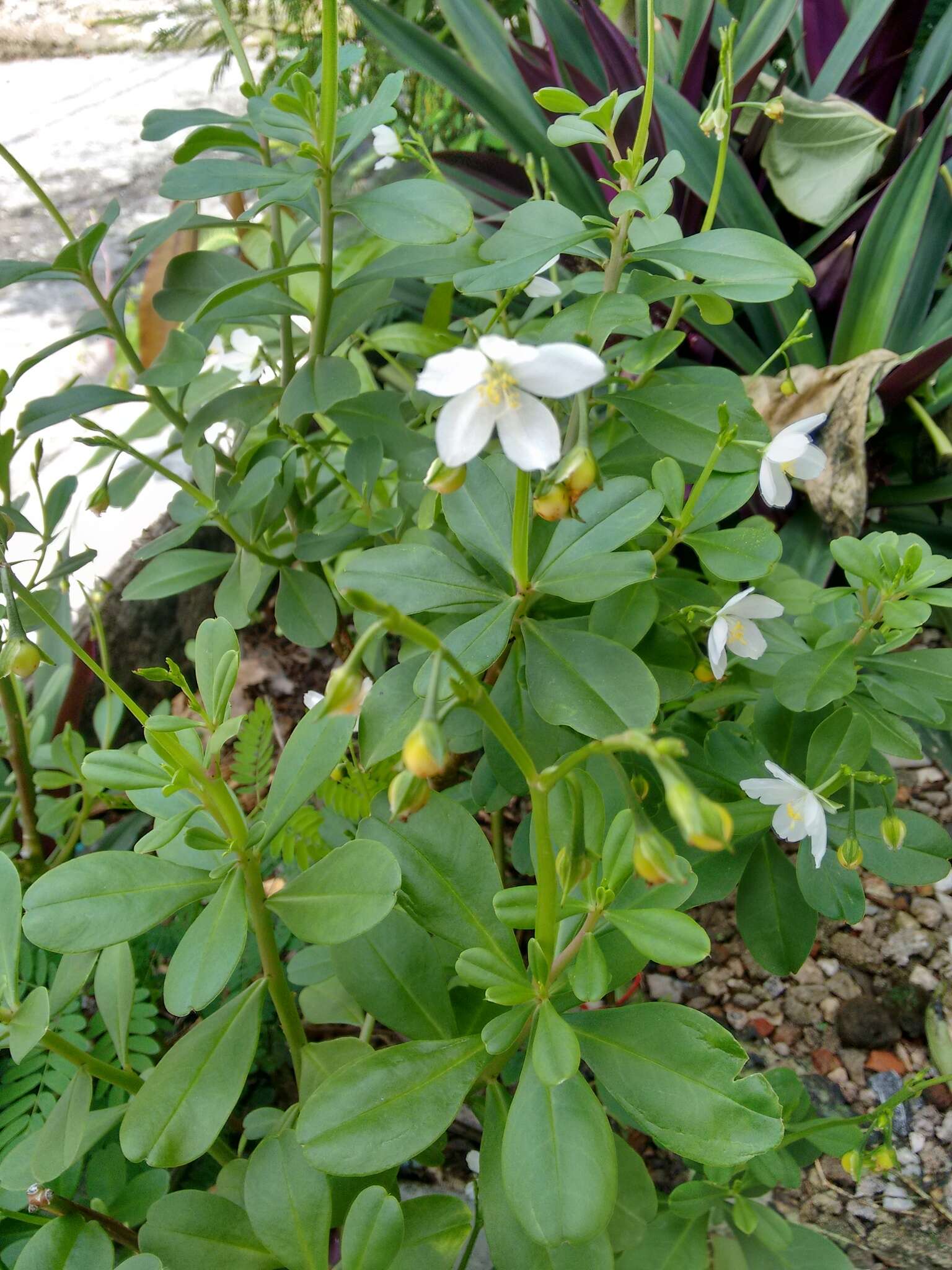 Image of Ceylon spinach