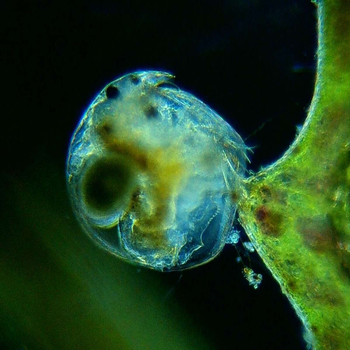 Image of Water flea