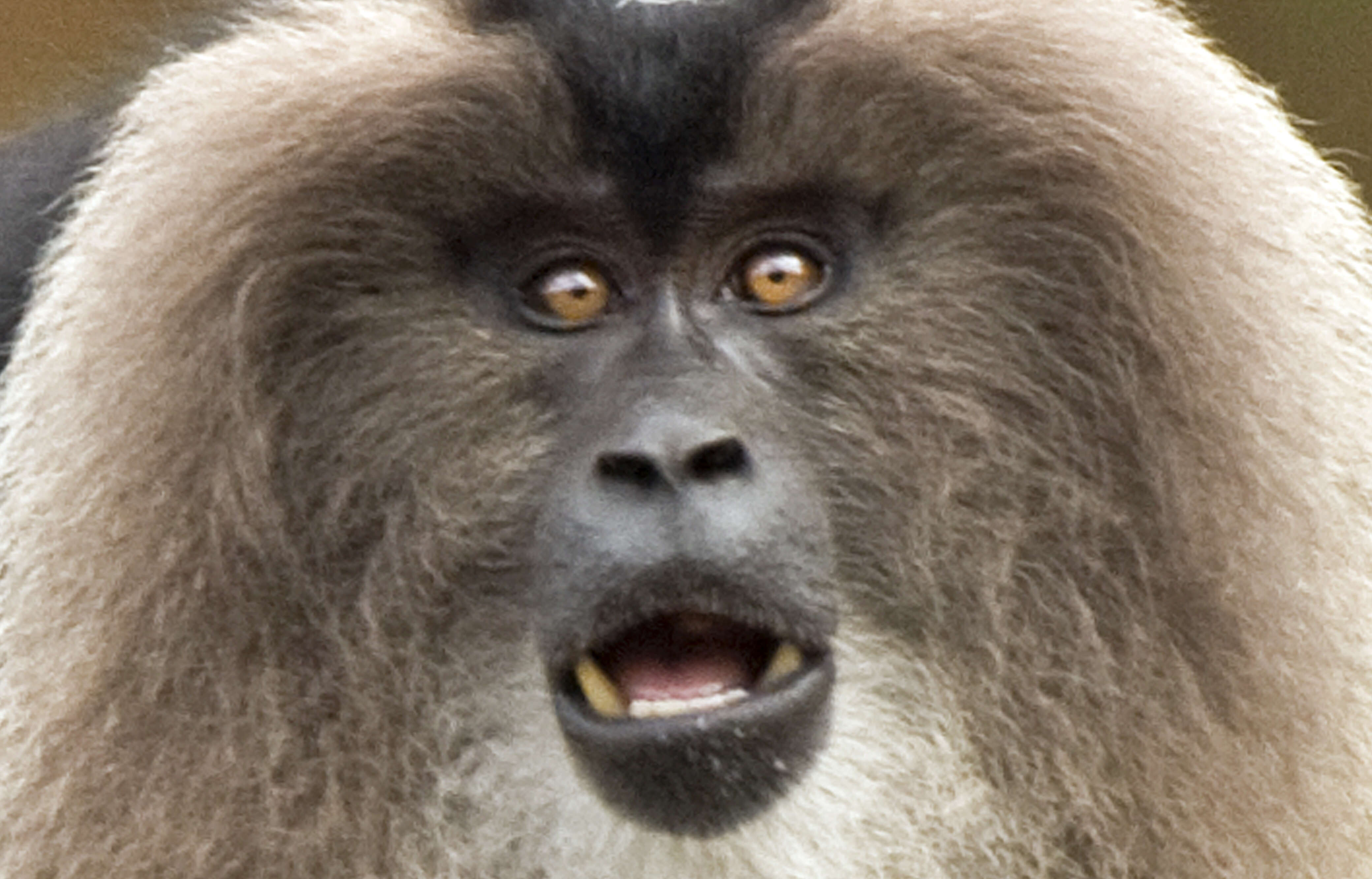 Image of Lion-tailed Macaque