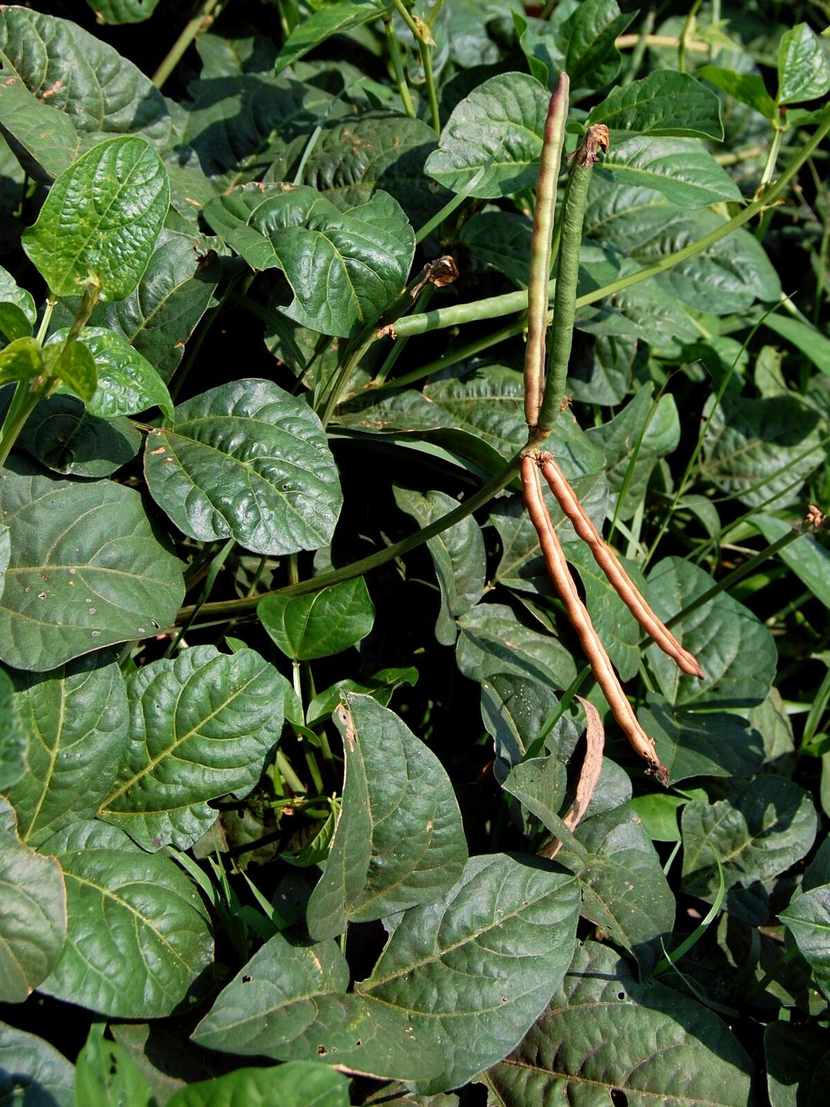 Sivun Vigna unguiculata subsp. unguiculata kuva
