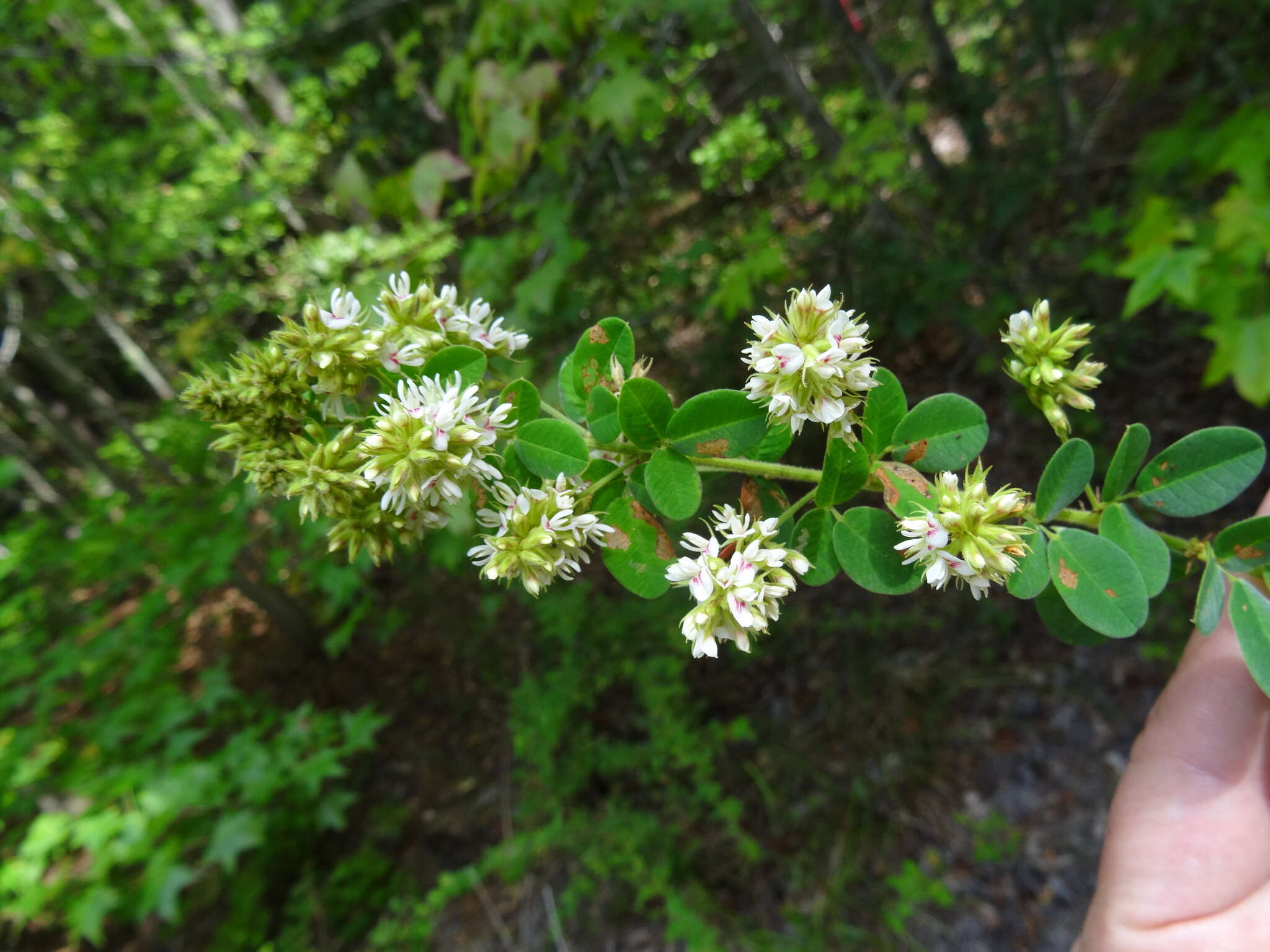 Image de Lespedeza hirta subsp. hirta