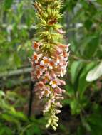 Image of Buddleja macrostachya Wall. ex Benth.