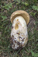 Image of Boletus huronensis A. H. Sm. & Thiers 1971