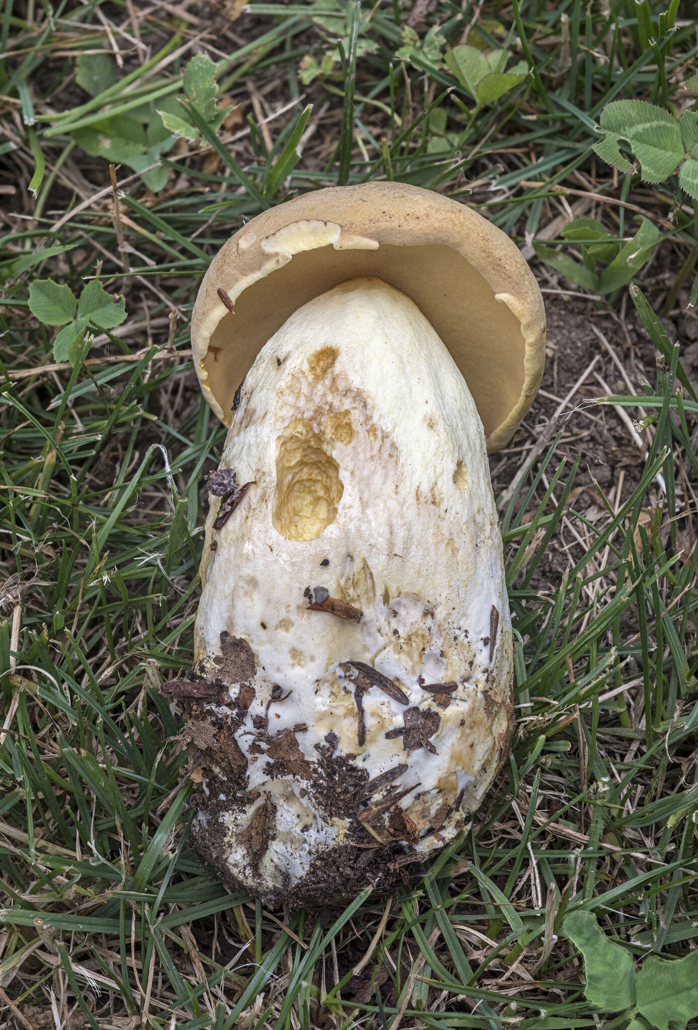 Image of Boletus huronensis A. H. Sm. & Thiers 1971