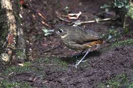 Image of Plain-backed Antpitta