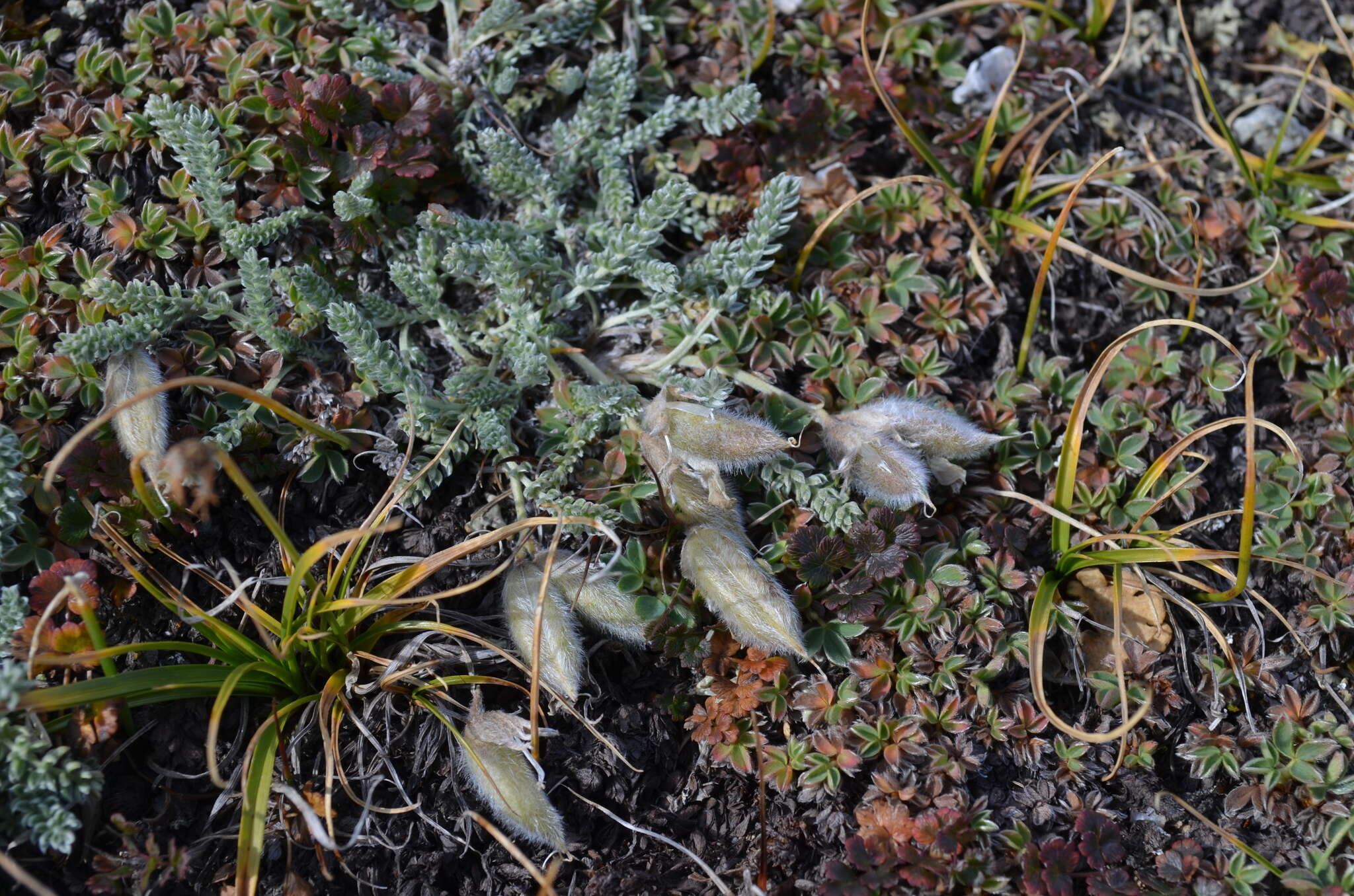 Image de Oxytropis chionobia Bunge