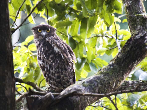 Image of Brown Fish Owl