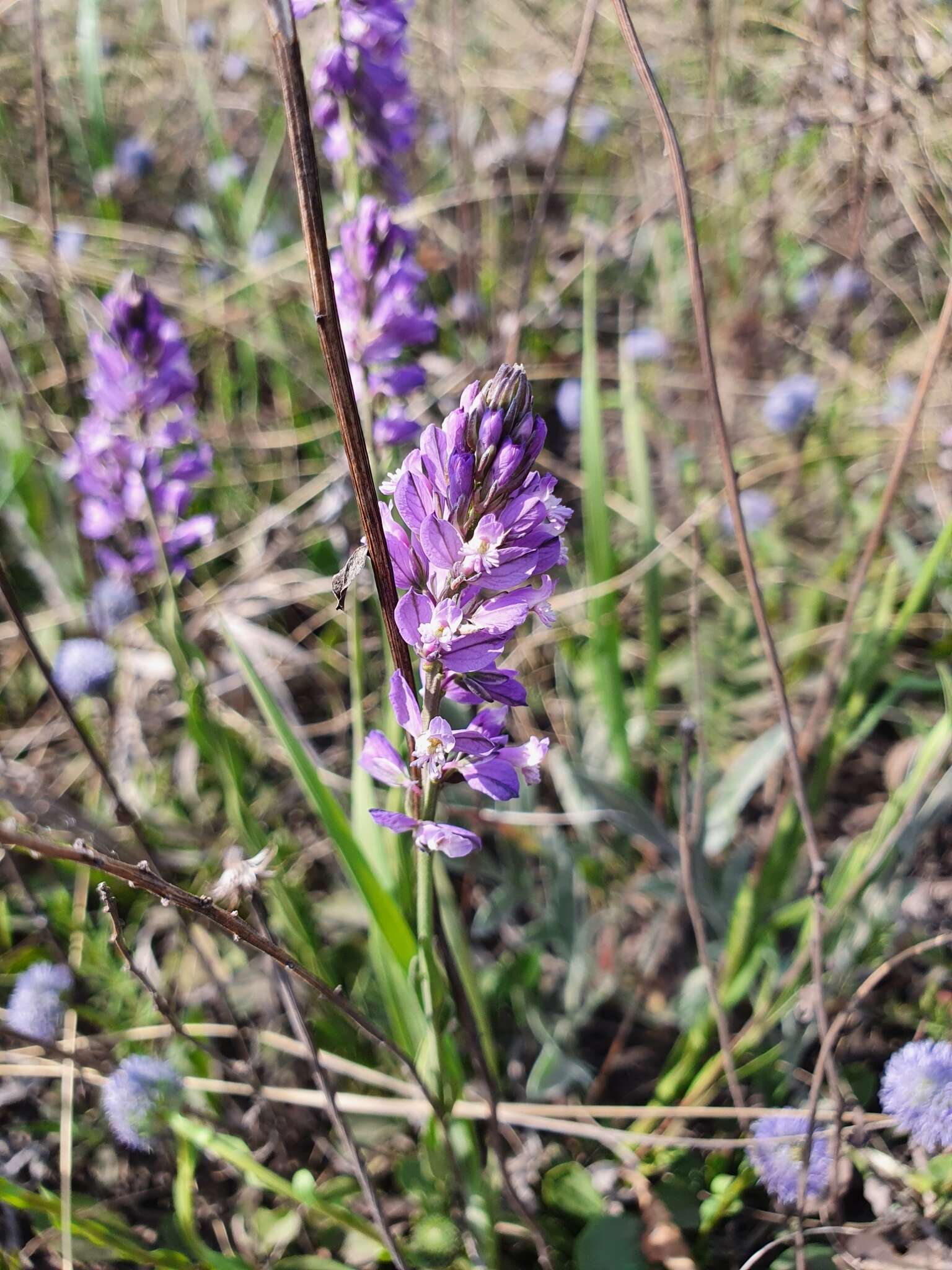 Image of Polygala comosa subsp. comosa