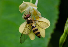 Image of Banded Meliscaeva