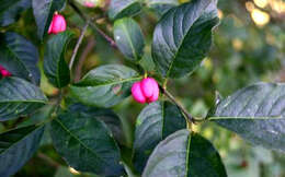 Image of Common spindle tree