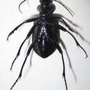 Image of Calosoma (Ctenosta) senegalense Dejean 1831