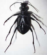 Image of Calosoma (Ctenosta) senegalense Dejean 1831