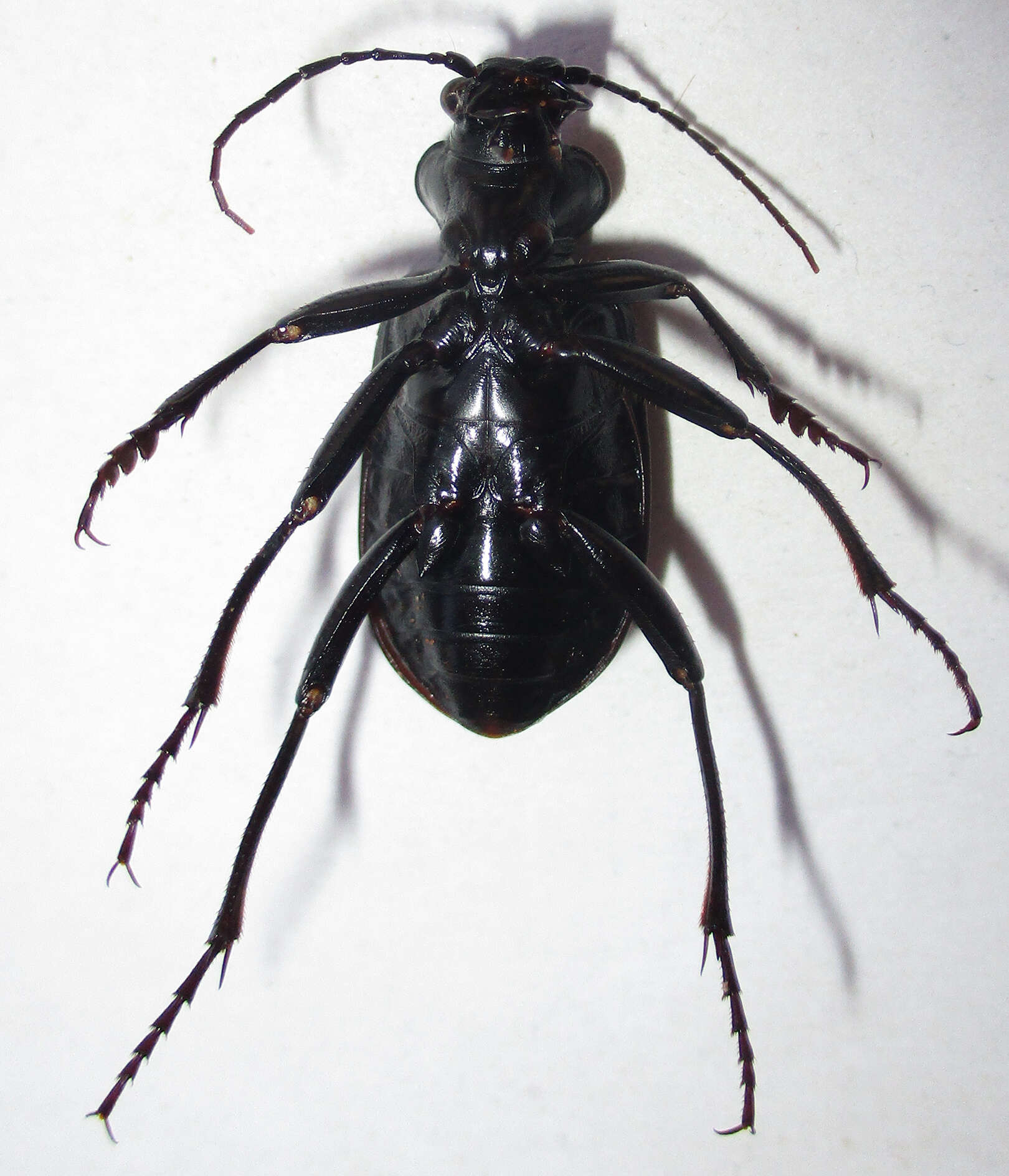 Imagem de Calosoma (Ctenosta) senegalense Dejean 1831