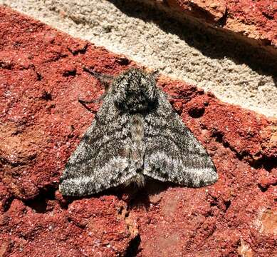 Image of Stout Spanworm Moth