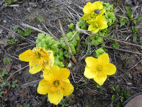 Trollius acaulis Lindl. resmi