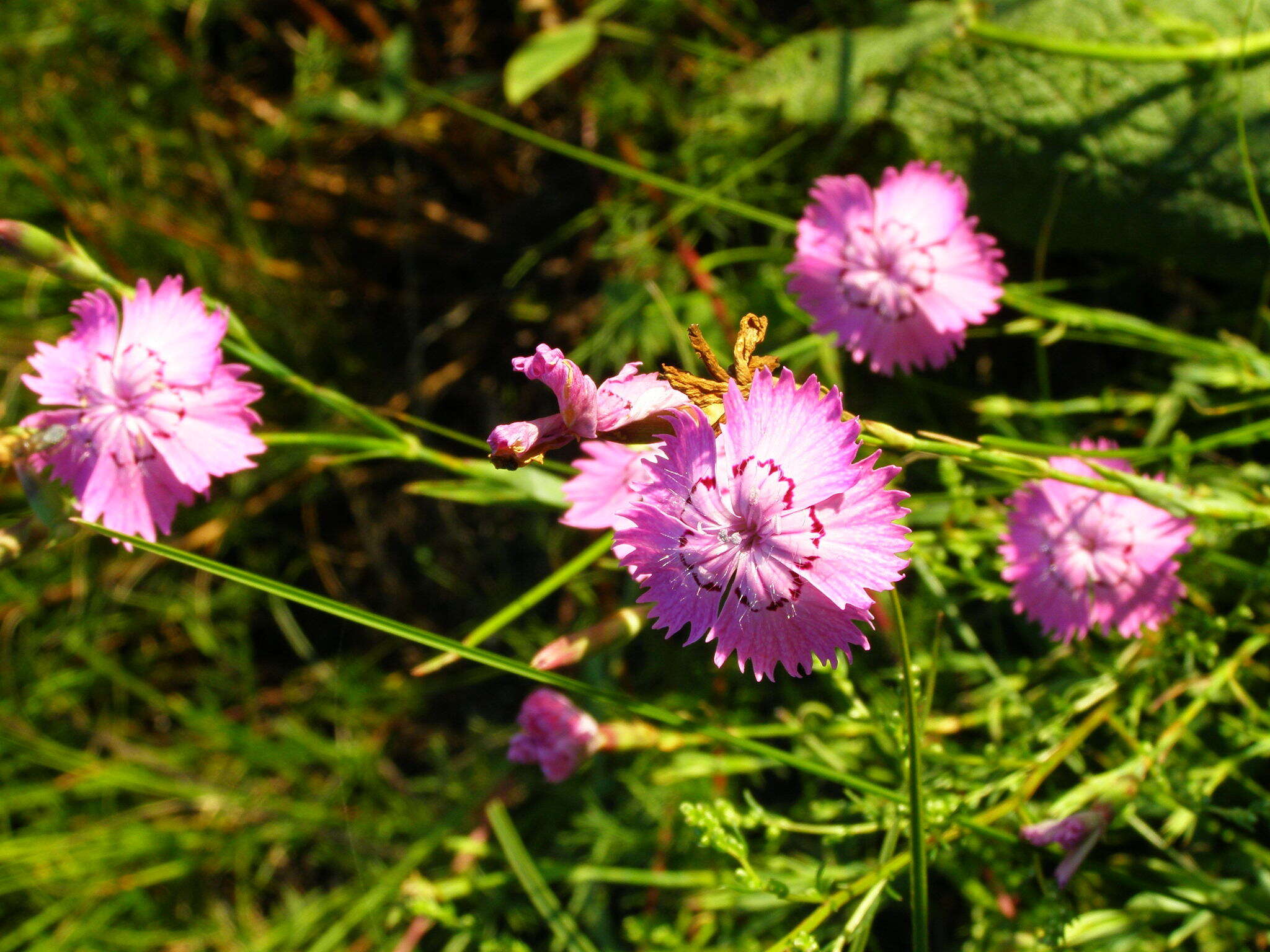 Image of China pink