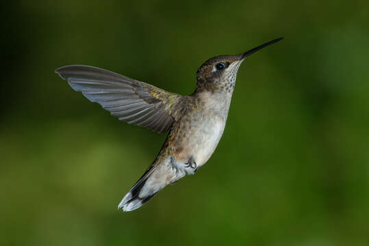 Image of Ruby-throated Hummingbird